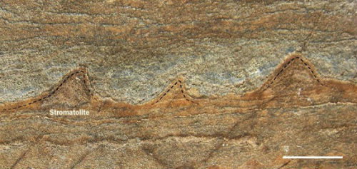 oldest fossils greenland rock 2017