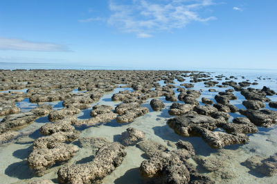 shark bay Stromatolites