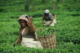 Ceylon tea.3